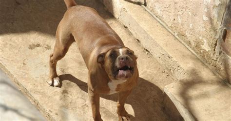 Perros Peligrosos Muere Un Beb De Meses Atacado Por Dos Pitbulls