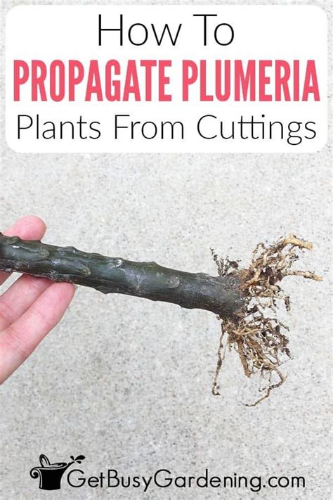 How To Propagate Plumeria Cuttings In 5 Easy Steps Artofit