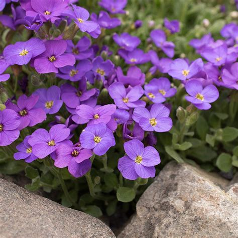 Phlox Seeds - Drummond's Phlox Blue Flower Seed