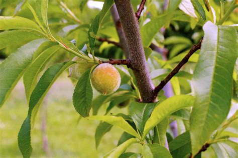 How to Prune Peach Trees