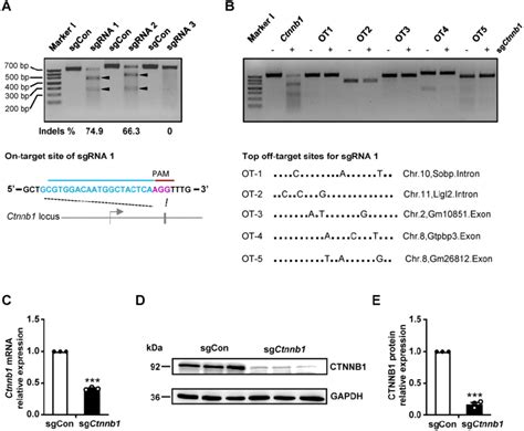 Sgrna Generation And In Vitro Gene Editing Using Crisprcas9 A T7e1