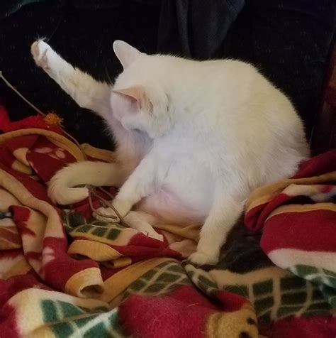 The Silent Meow
