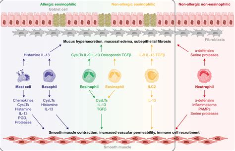 Allergic And Eosinophilic Asthma In The Era Of Biomarkers And Biologics Similarities