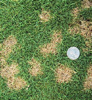 Dollar Spot Lawn Disease Treatment From Turf Experts Rolawn