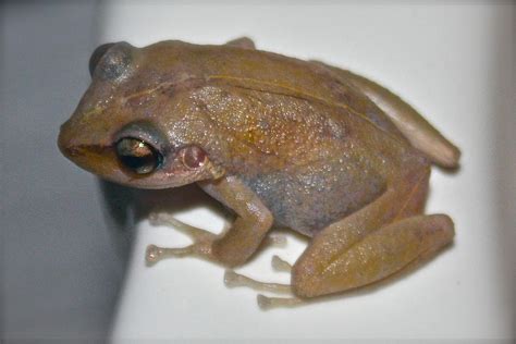 Coqui Frog Photograph by Venetia Featherstone-Witty