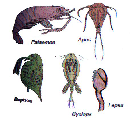 Mind Map Examples Arthropods - IMAGESEE