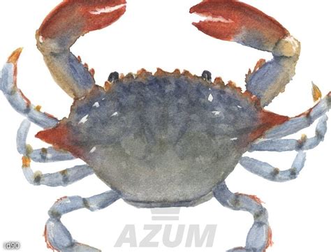 Digitalartnadi Set Of 3 Prints Blue Crabs Watercolor Printable Painting