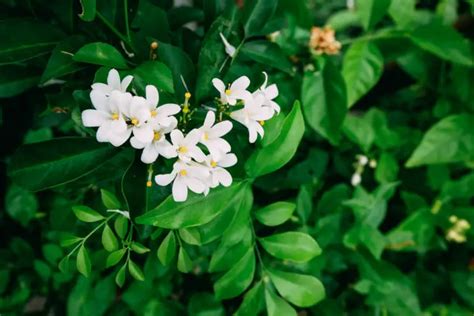 Growing Jasmine from Seeds: A Comprehensive Guide - Garden Lovers Club