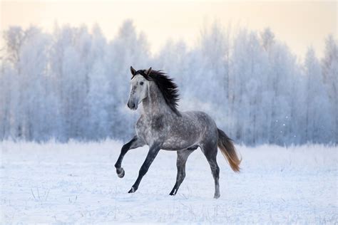 Andalusian Horse Breed Profile