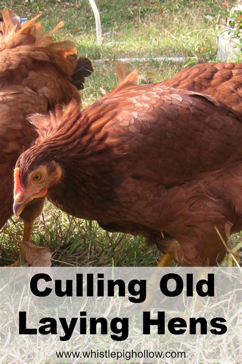 Culling Old Laying Hens Pet Chickens Laying Hens Homestead Chickens