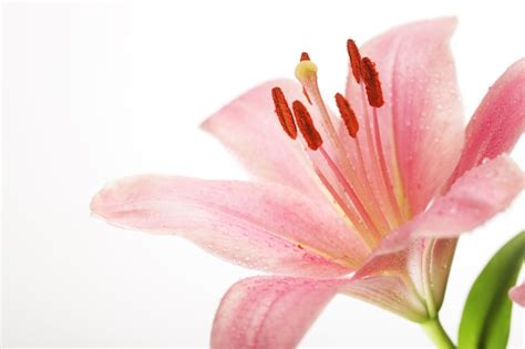 Premium Photo Beautiful Lily Flower Over White