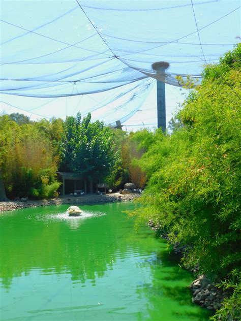 walkthrough aviary zoochat