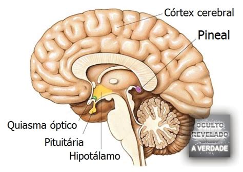 Sobre A Glândula Pineal é Correto Afirmar Que