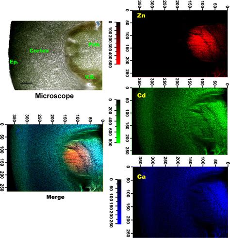 M Xrf Elemental Maps For Zn Red Cd Green And Ca Blue Of Stem