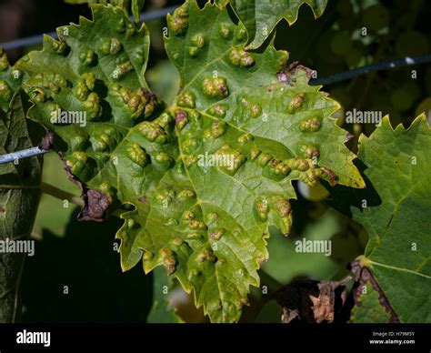 Disease Grape Vine Leaves