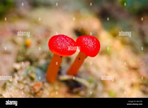 Red Mushroom Fungi Stock Photo - Alamy