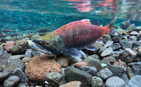 Kokanee Salmon Odell Lake Oregon Photography