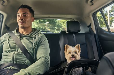 Uber Pet: viagens reservadas na companhia do seu animal de estimação
