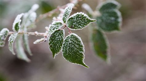 Ice Crystals(1920×1080) – HD Wallpapers