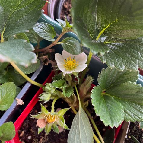 🐛 What To Do About Bugs on My Beach Strawberry?