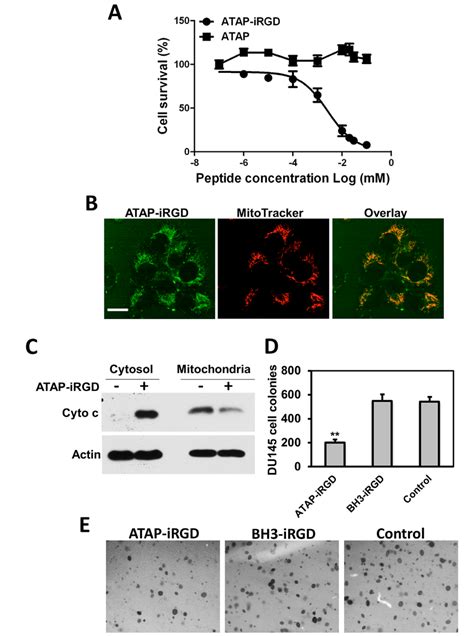 Atap Irgd Targets Mitochondria To Cause Apoptotic Effects On Tumor