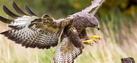 Hawks Diet What Do Hawks Eat Including Common Hawks