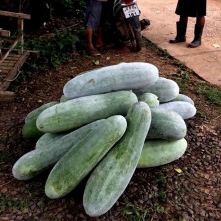 Sementes de Abóbora d água Benincasa hispida Preço 2 25