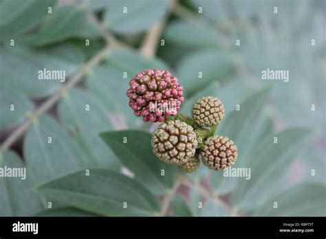 Pink Powder Puff Tree Calliandra Surinamensis Growing In The Meadow