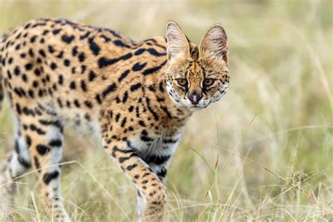 Tarangire Serengeti And Ngorongoro Joining Group Camping Getyourguide