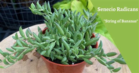 Senecio Radicans String Of Bananas Caring Propagation