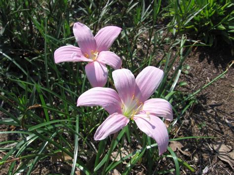 The Plowman: Rain Lilies