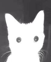 Bombastic Side Eye Cat