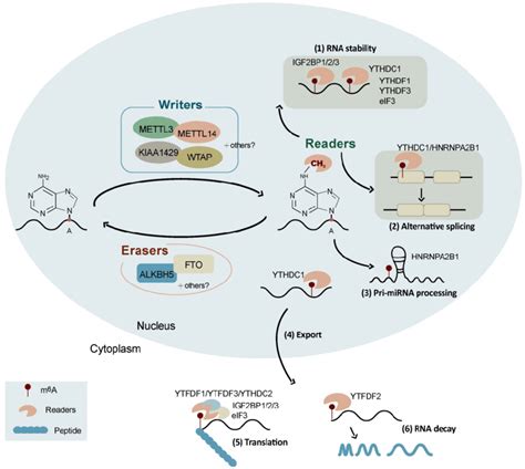 Schematic Representation Of The Regulation And Functions Of M 6 A RNA