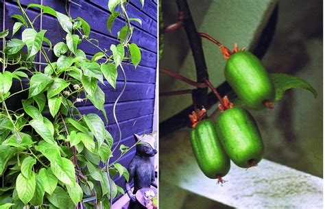 Minikiwi Anna Actinidia kolomikta Sveriges Trädgårdsmästare