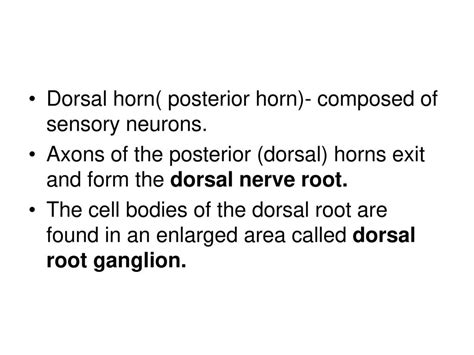 Intro To Neurons And The Cns Ppt Download