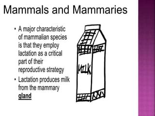 Anatomy of udder in goat | PPT