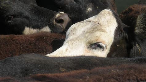 Reproductive Strategies In Beef Cattle College Of Agricultural And Environmental Sciences