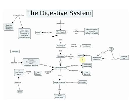 Solved Below You Will See A Concept Map Of The Digestive System