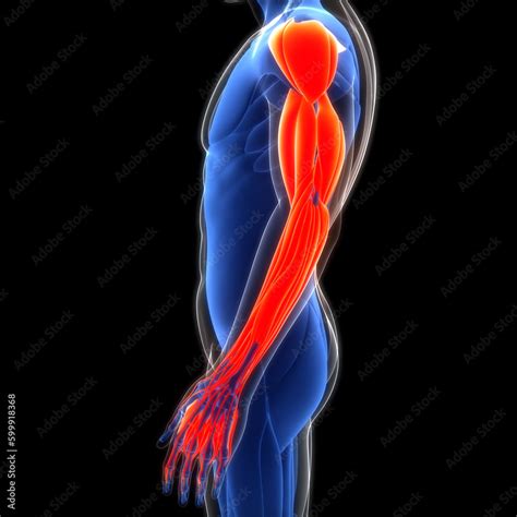 Human Muscular System Hand Muscles Anatomy Stock Illustration | Adobe Stock