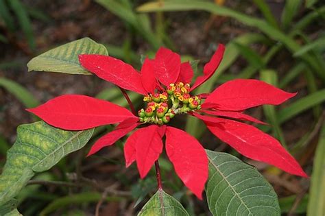 Poinsettias Poinsettia Facts Poinsettias Are Native To Mex Flickr