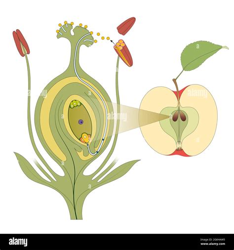 Fertilization Ovule Plant Hi Res Stock Photography And Images Alamy