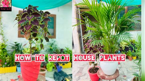 How To Repot A Large Plant Repotting Of Plants How To Repot A Plant