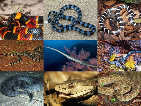 10 Most Venomous Animals