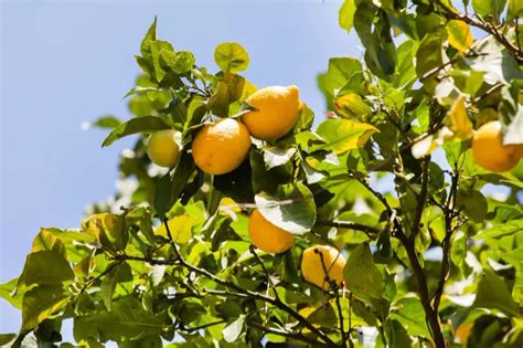 Comment S Occuper D Un Citronnier Saisons Pour En Profiter Toute L