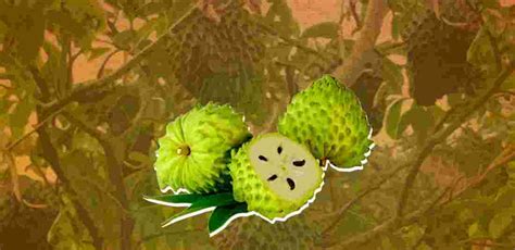 Soursop Hailed As A Cancer Cure Is Called The Emerging Fruit Of The