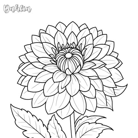 Página para colorear de la flor de dalia y vector de contorno Vector