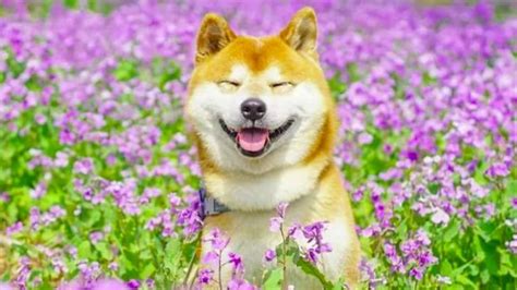 Cẩm Nang Chó Shiba Nguồn Gốc đặc điểm Cách Nuôi Giá Bán Tài Liệu