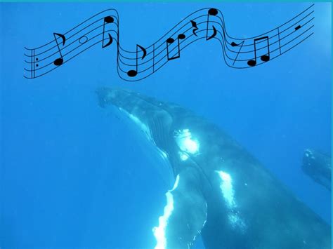 🎵 Whale Songs (and Whale Sounds) - of whale...