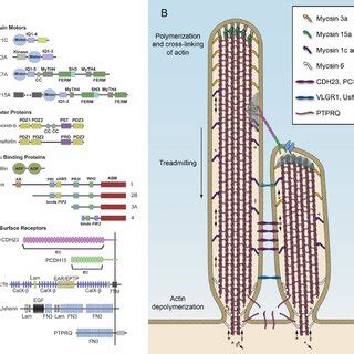 The auditory sense organ. (A) Diagram of the auditory sense organ ...