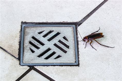 10 Roach Prevention Tips for Rainy Season | Cockroach Control